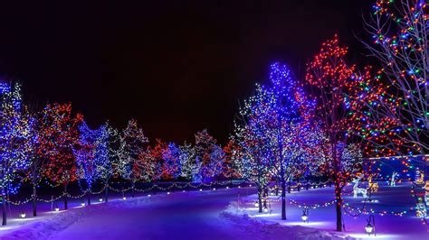 Magical lights of winter